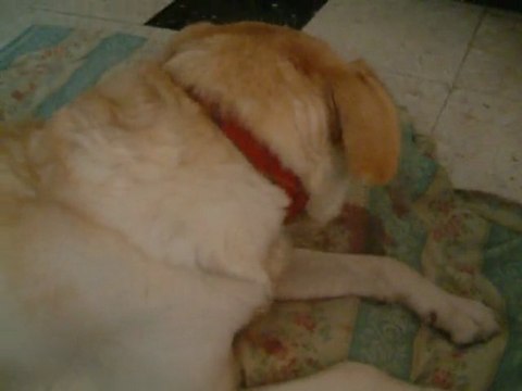 Mon bébé & ses bébés