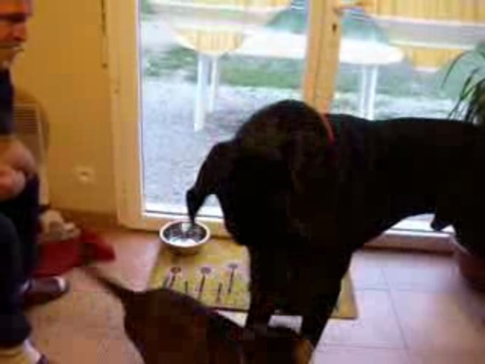 Chiot boxer et dogue allemand