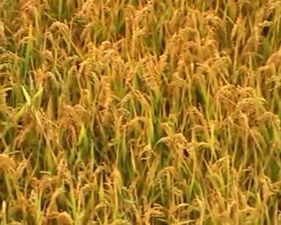 Gönen de Sel Felaketi Sonrası Çiftçi Perişan Keşif Haber