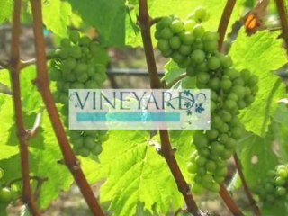 GÖCEK - GOCEK VINEYARD - VACATION