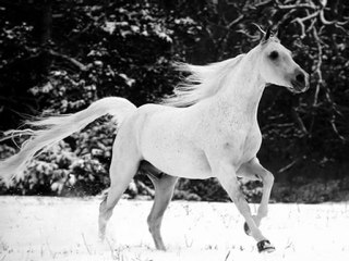 Les chevaux des animaux super