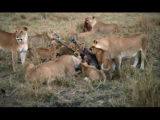 Kenya wildlife safaris