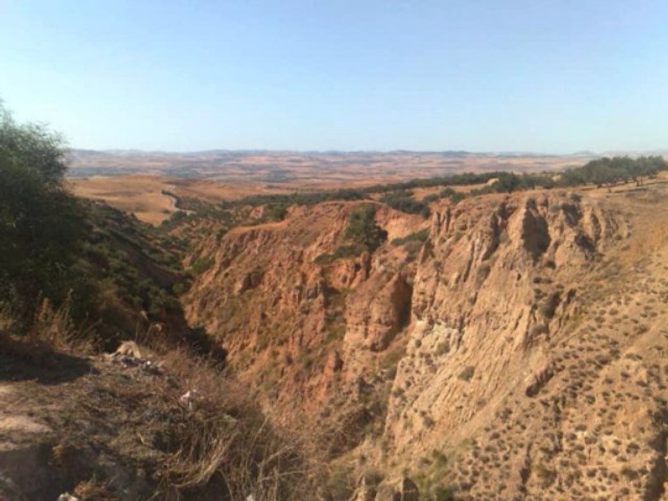 Yama brassik barilha
