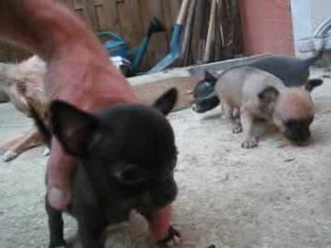 chiots de bellis en action
