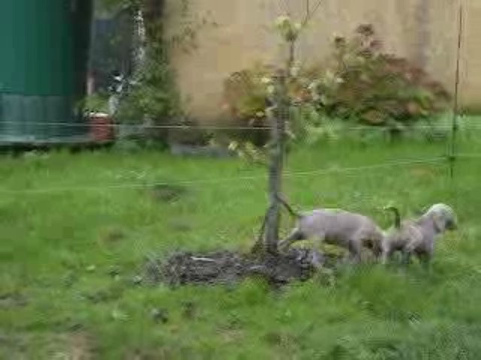 Sortie au jardin