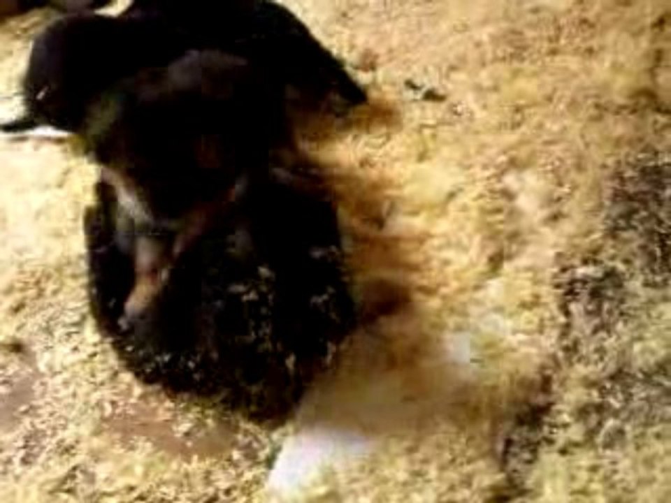 les bébés à 4 semaines