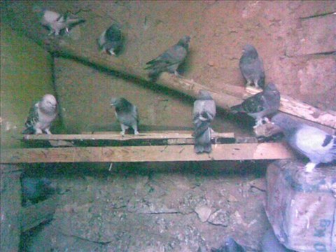 Aksaray ORTAköy Halil in oyun kuşları