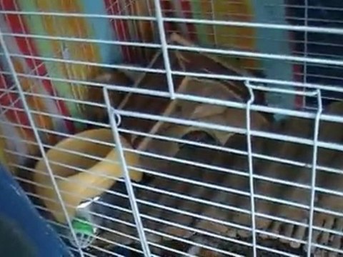 cri des cochons d'inde