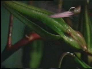 Natural Rythme (Ninja Tune)