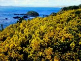 balade romantique amor La maison d'Irlande