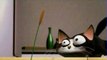 ROGER THE CAT ANIMATION 3D CHAT MDR LOL FUN ANIMALS CARTOON