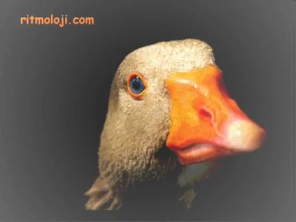 D.E.F. Orchestra - Hard Day's Night & Love Me Do