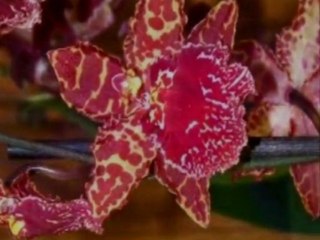 Les orchidées vietnamiennes_0003