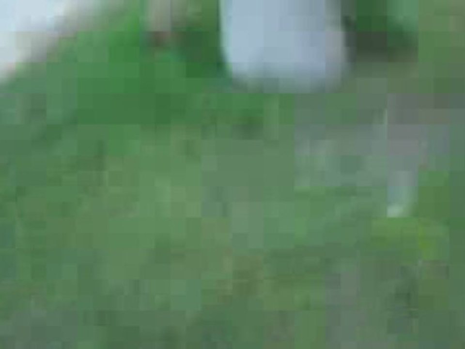 ATTAQUE D'UN ALGERIEN ET SON FILS EN EGYPTE