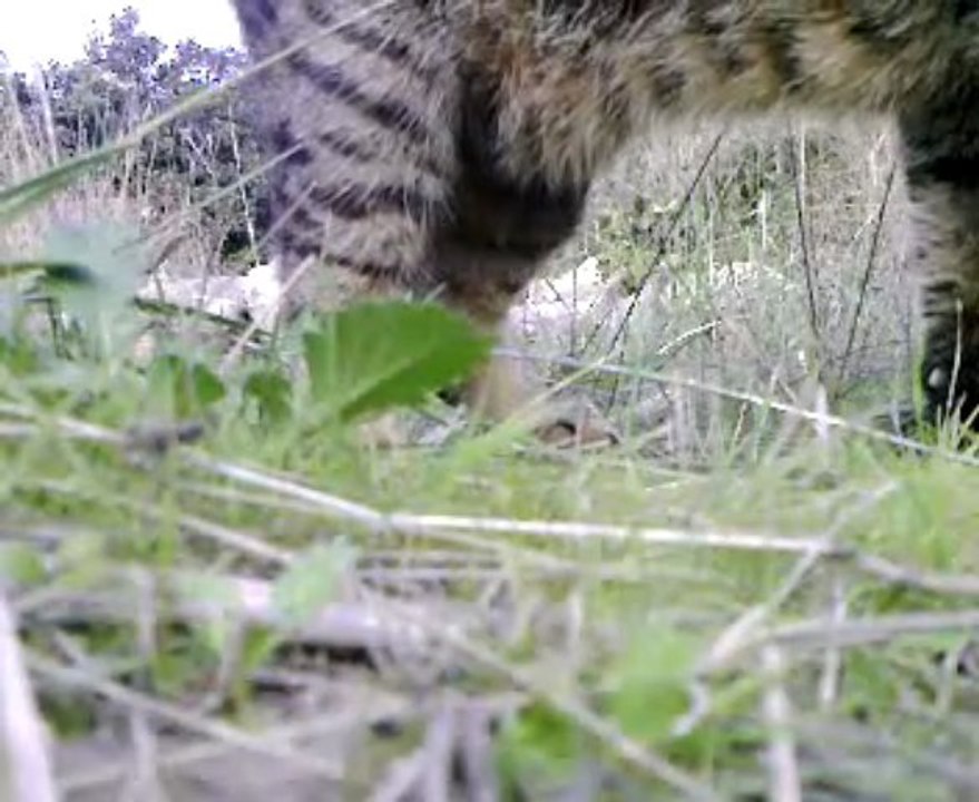 EN RECCEUIL .*de STELLA MA CHATTE sauvage 18ANS DE MA VIE*