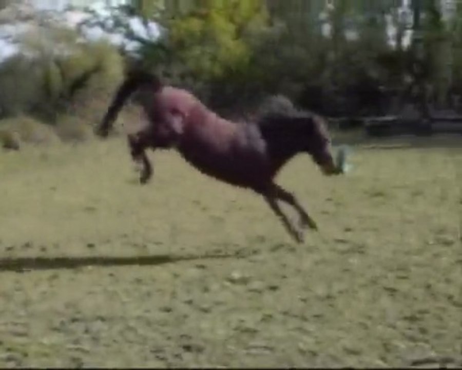taï! folle