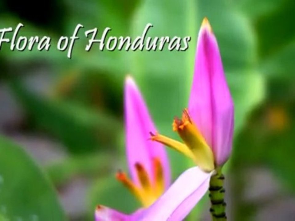 Flora of Honduras