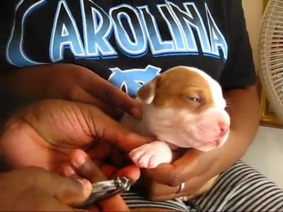 Taking Care Of Newborn Puppies