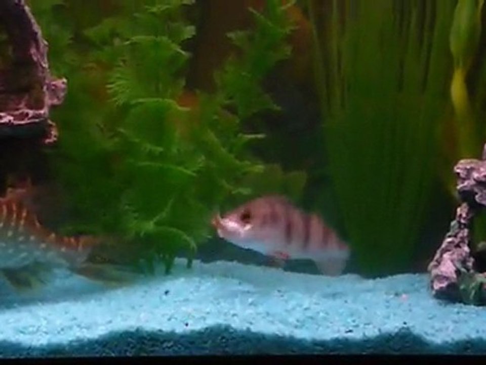 attaque de perche en direct