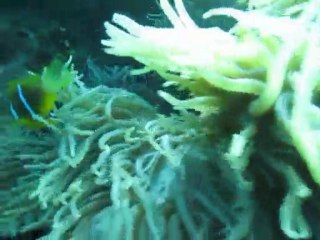 Saipan Scuba-diving in LauLau Beach & Grotto