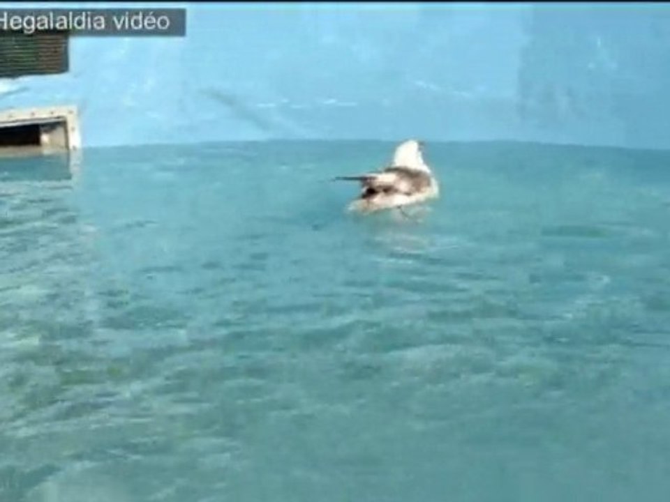 Fulmard Boréal (Fulmarus glacialis) en piscine