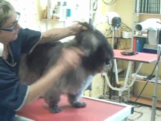 SALON TOILETTAGE REGARD CANIN MOLLY