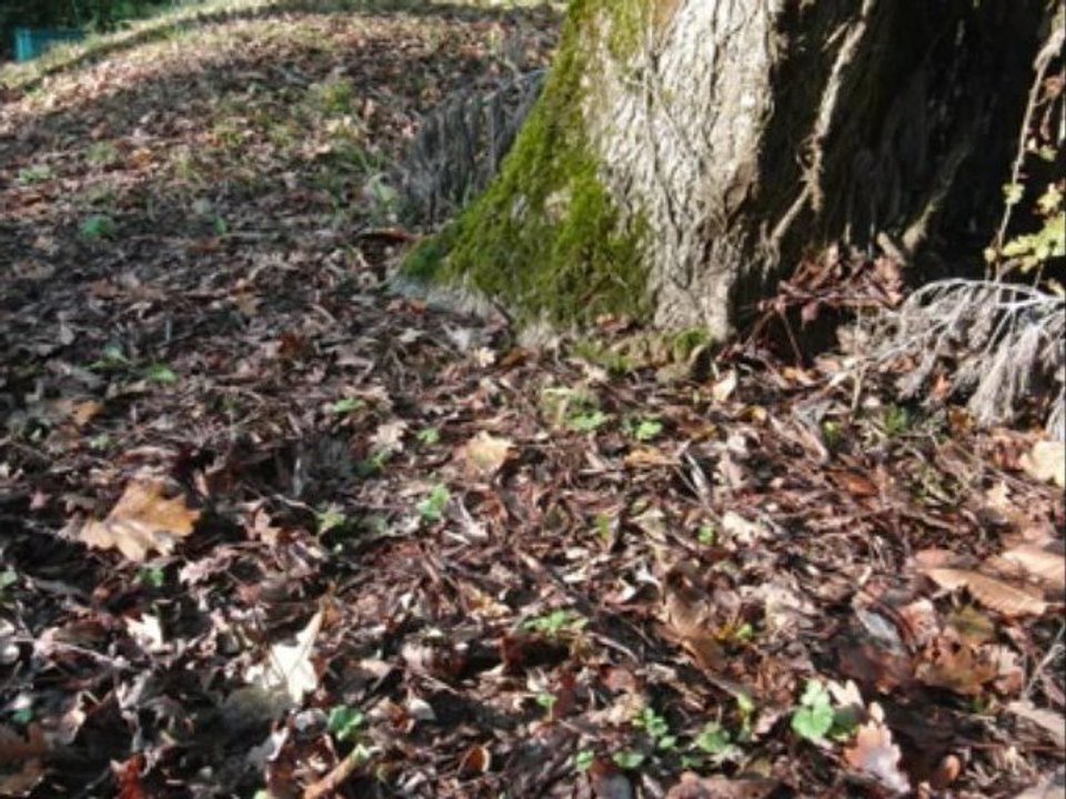 Mine sonore à fil, test 2