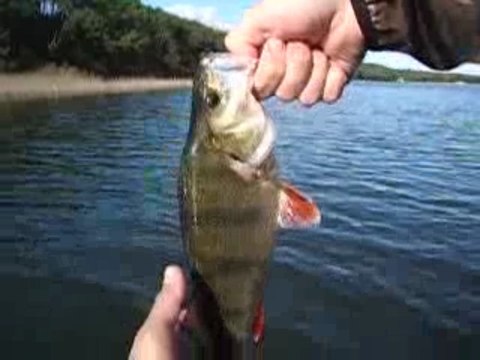 sakuman et beubs à carcans , peche près de bordeaux