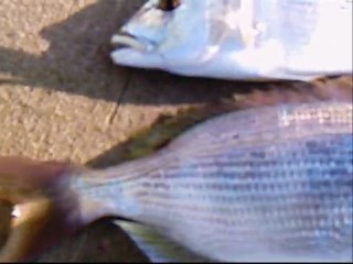 SİNARİTE GÜLE GÜLE