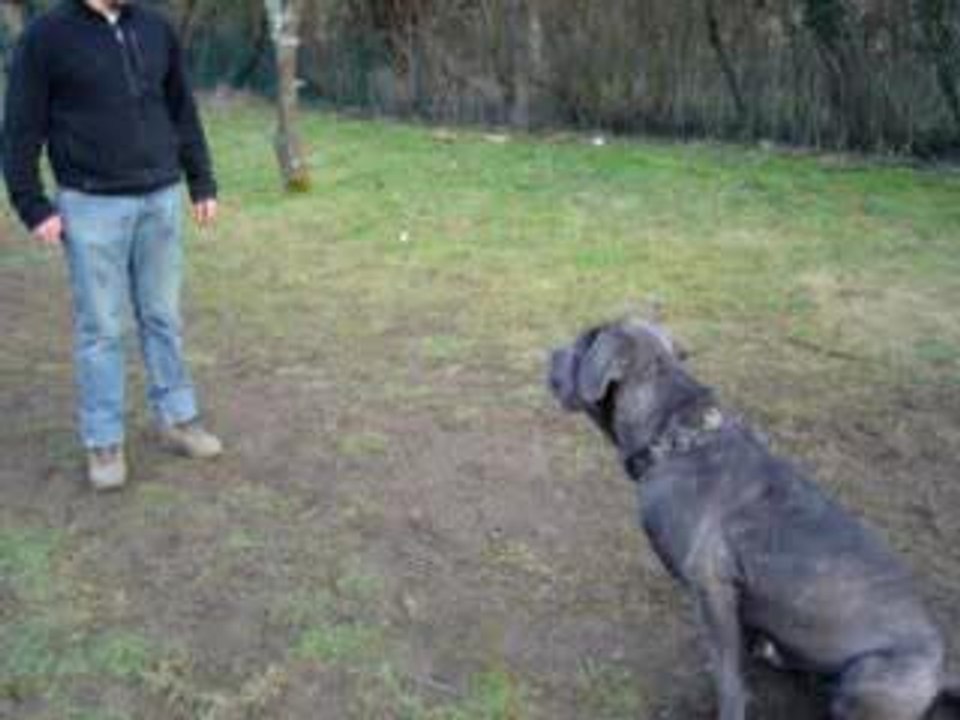 Clicker training, ordre au pied