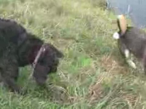 Les chiens à la massane à Argeles sur mer