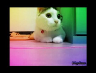 Gato toma LSD (REMIX PSY)