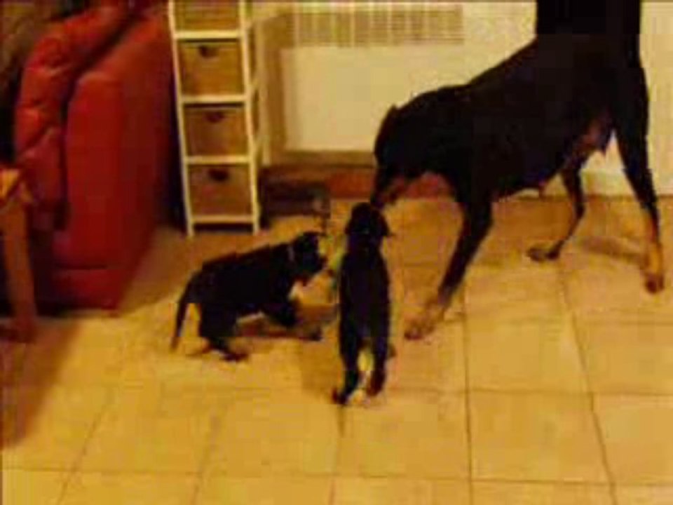 1re lecon de mordant