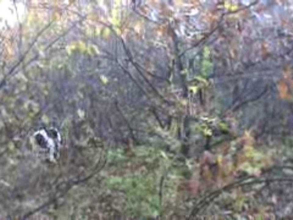 çulluk
