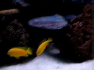 young saulosi mating