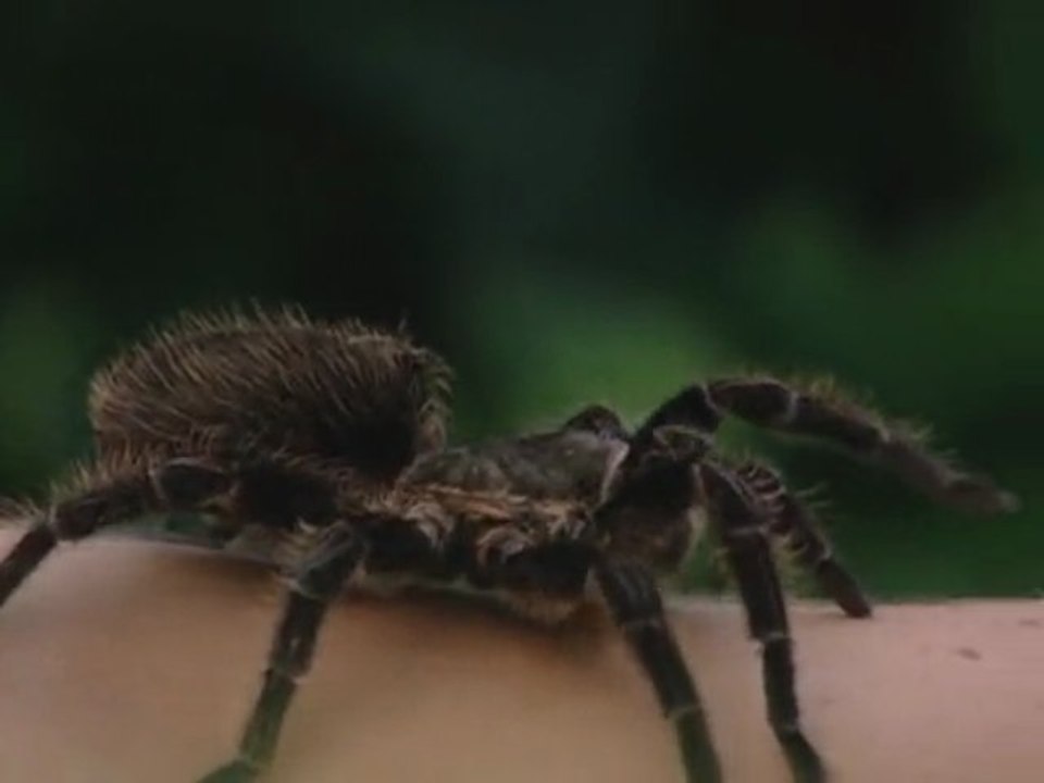 Hipnosis: Fobia a las arañas