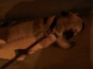 How to Train a Puggle: Walking on a Leash!