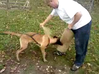 elvis 6 mois  au mordand 1