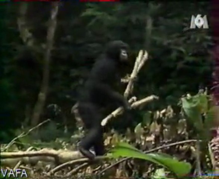 animaux intelligent - le chimpanzé et le perroquet gris