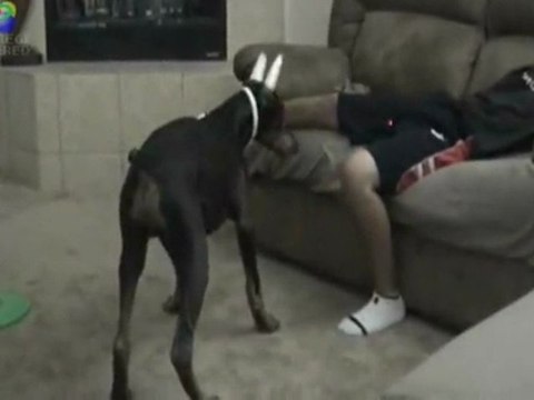 [REGIS] Doberman Laser Débile [Goodspeed]