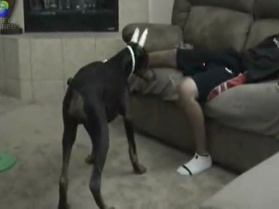 [REGIS] Doberman Laser Débile [Goodspeed]