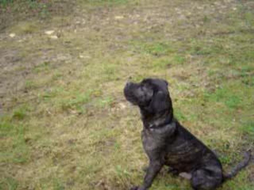 Clicker training assis controle