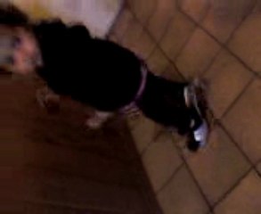 Cookie silver heels hallways