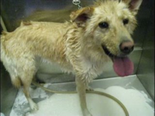 BUFFALO NY AREA DOG BOARDING