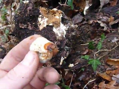 larve de cerf-volant