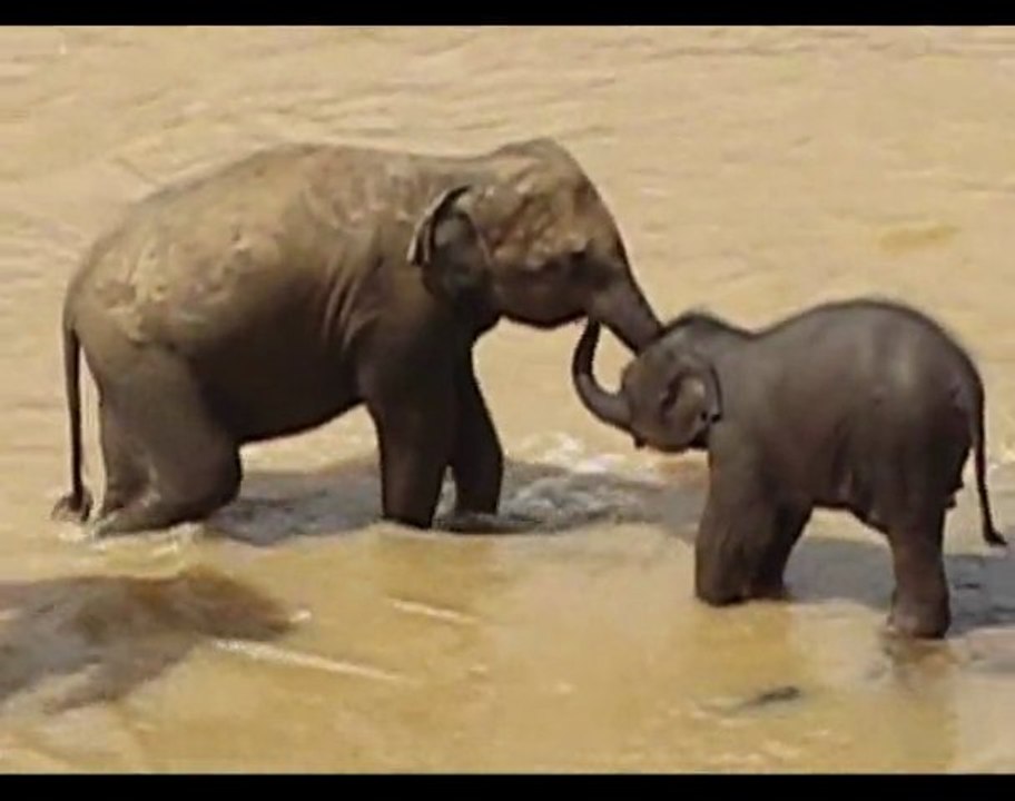 Sri Lanka Pinnawala (Ceylon)