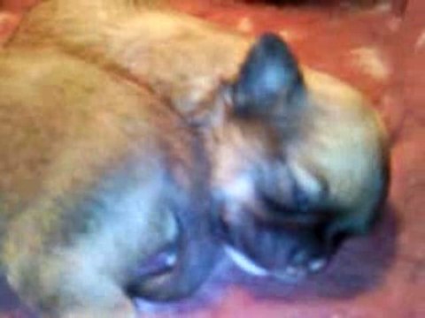 mes bébés a 11jours