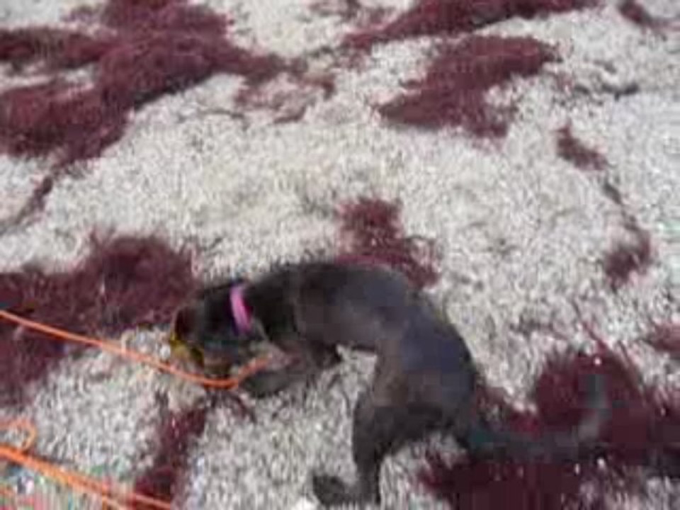 EWANE en bord de mer vol.2