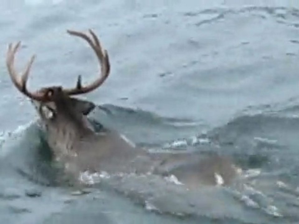 BALIK AVIM  19.11.2009 011