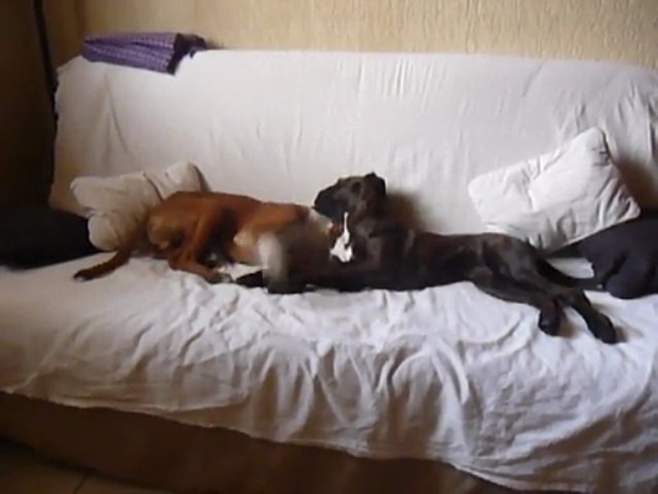 calins et toilette pendant la sieste